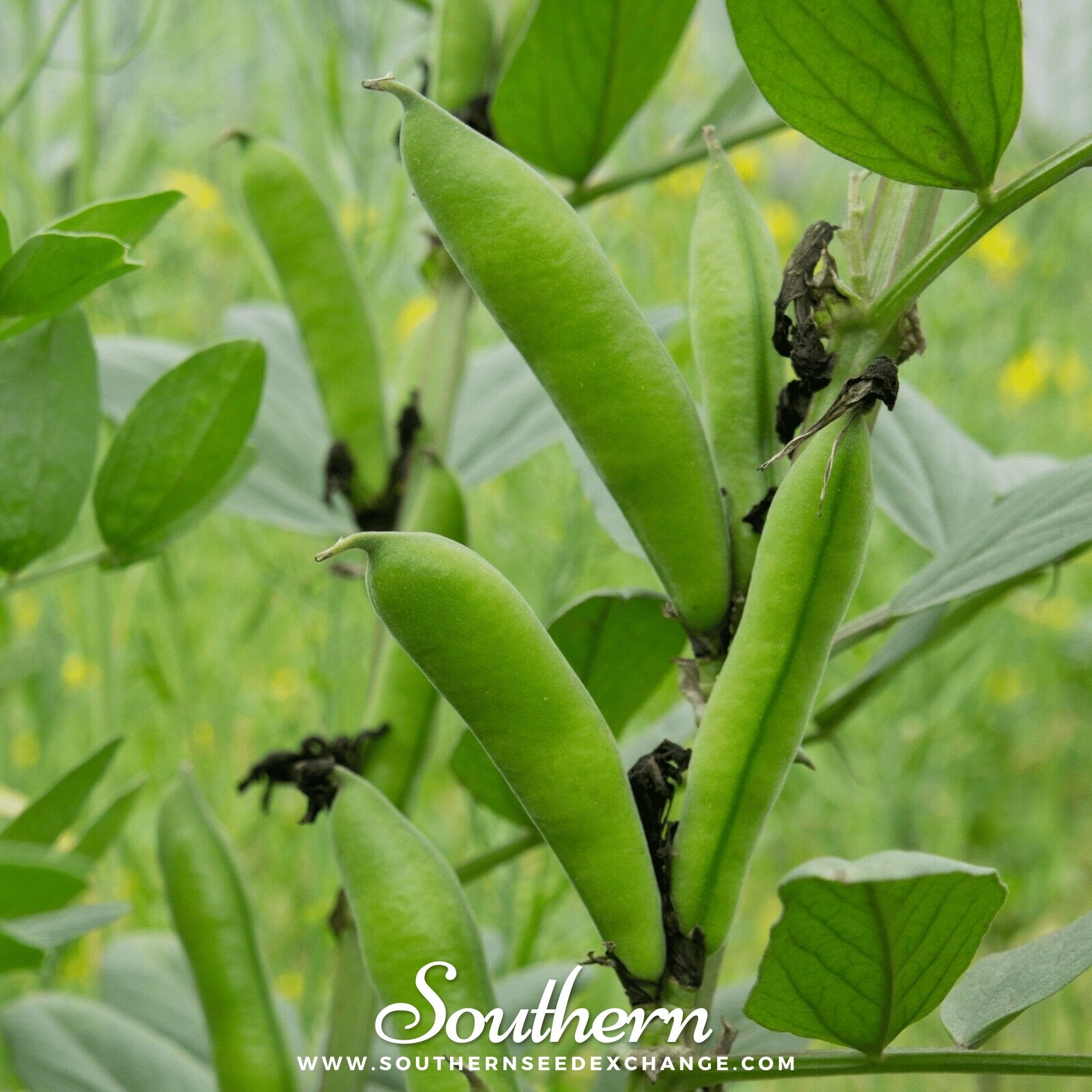 Henderson Lima Bean (Pole) – 15 Seeds Southern Seeds