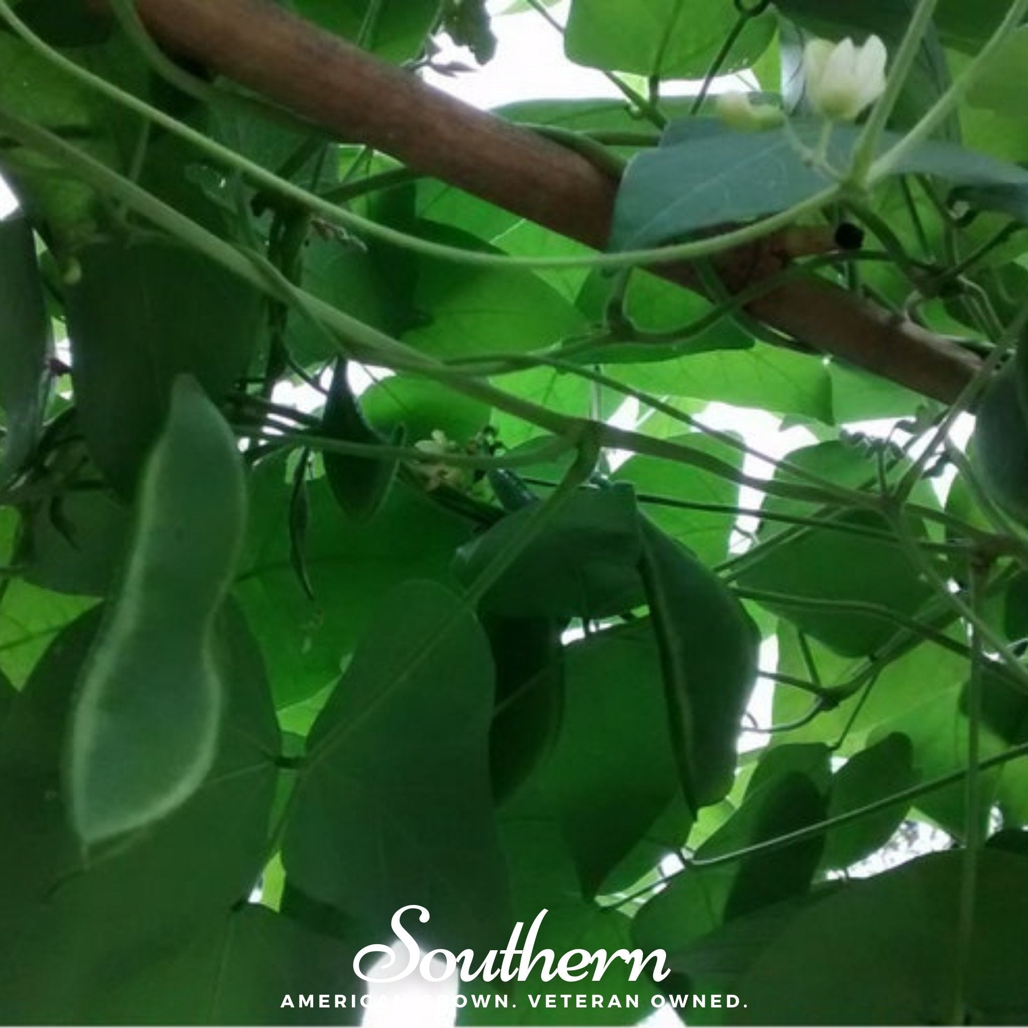 King of the Garden Lima Bean (Pole) – 15 Seeds Southern Seeds