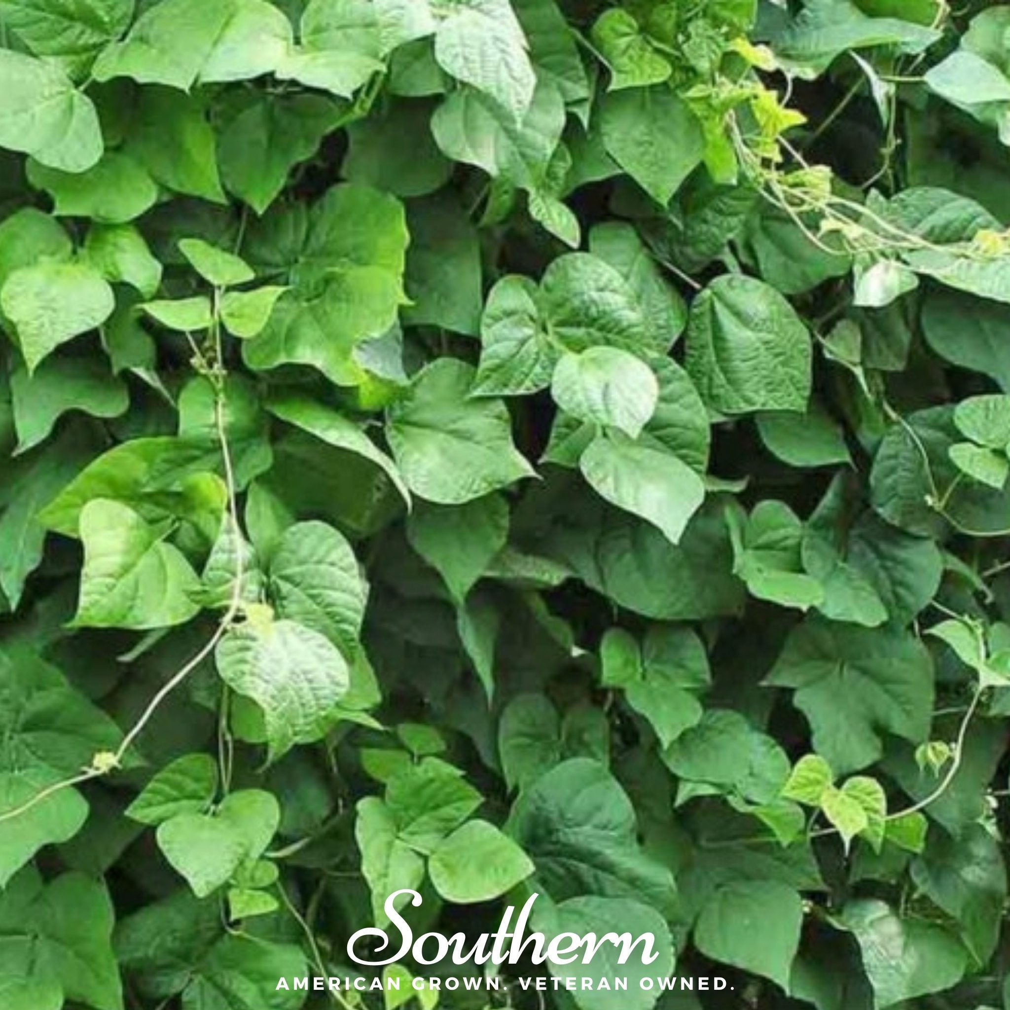 King of the Garden Lima Bean (Pole) – 15 Seeds Southern Seeds