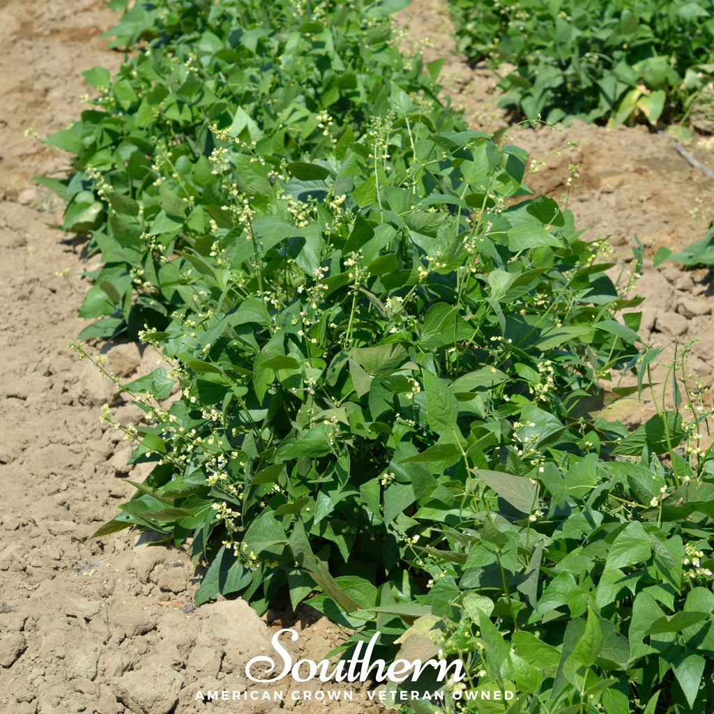 White Dixie Butterpeas Lima Bean (Bush) – 15 Seeds Southern Seeds