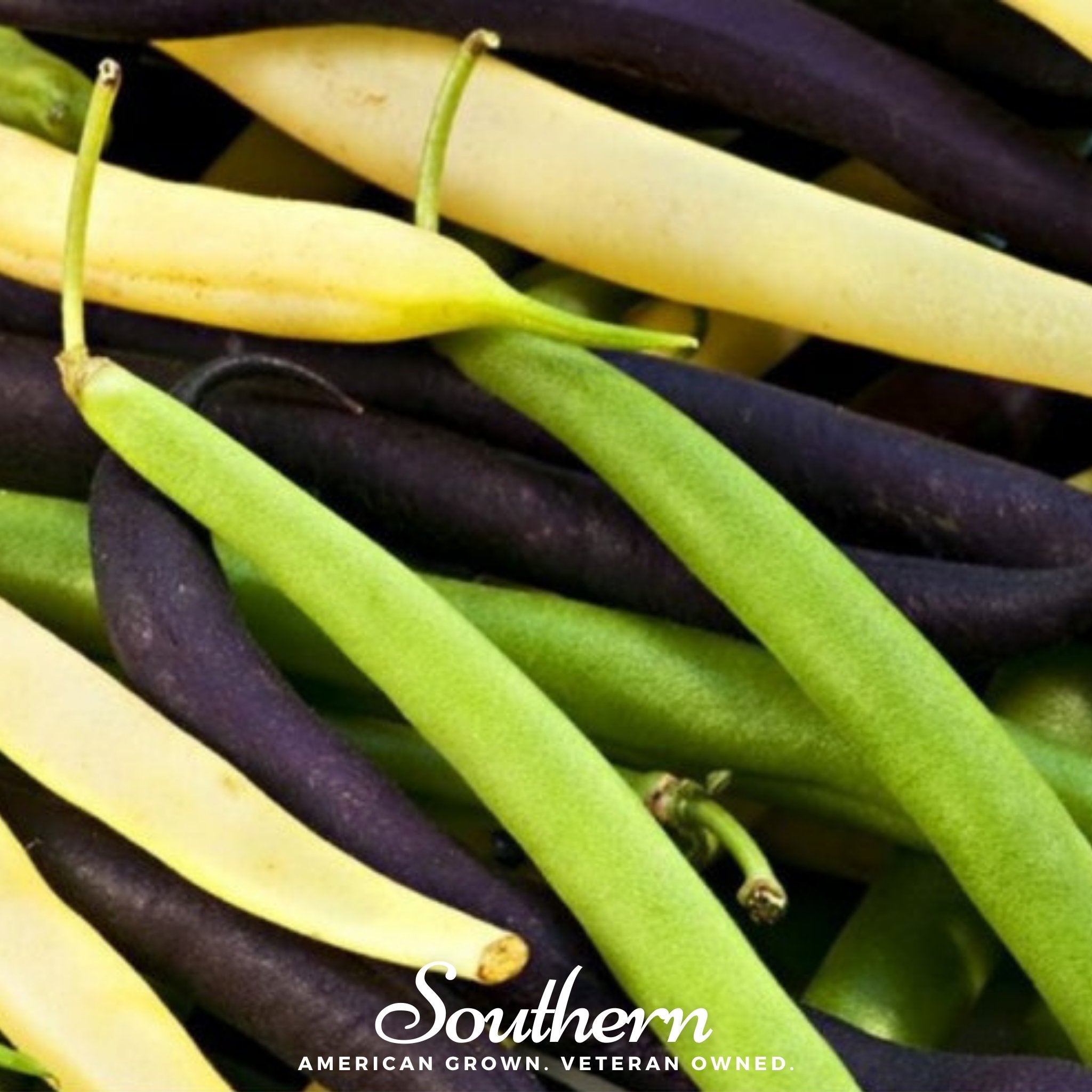 Multicolored Mix Lima Bean (Pole) – 30 Seeds Southern Seeds