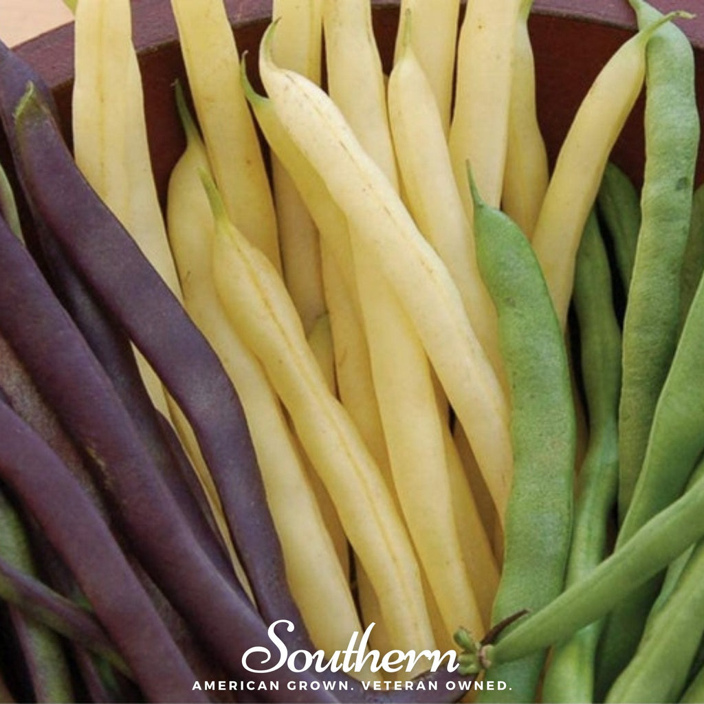 Multicolored Mix Lima Bean (Pole) – 30 Seeds Southern Seeds