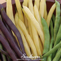Multicolored Mix Lima Bean (Pole) – 30 Seeds Southern Seeds