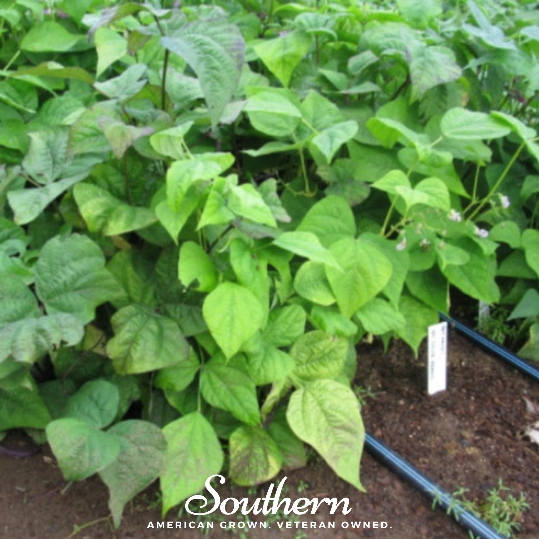 Multicolored Mix Lima Bean (Pole) – 30 Seeds Southern Seeds
