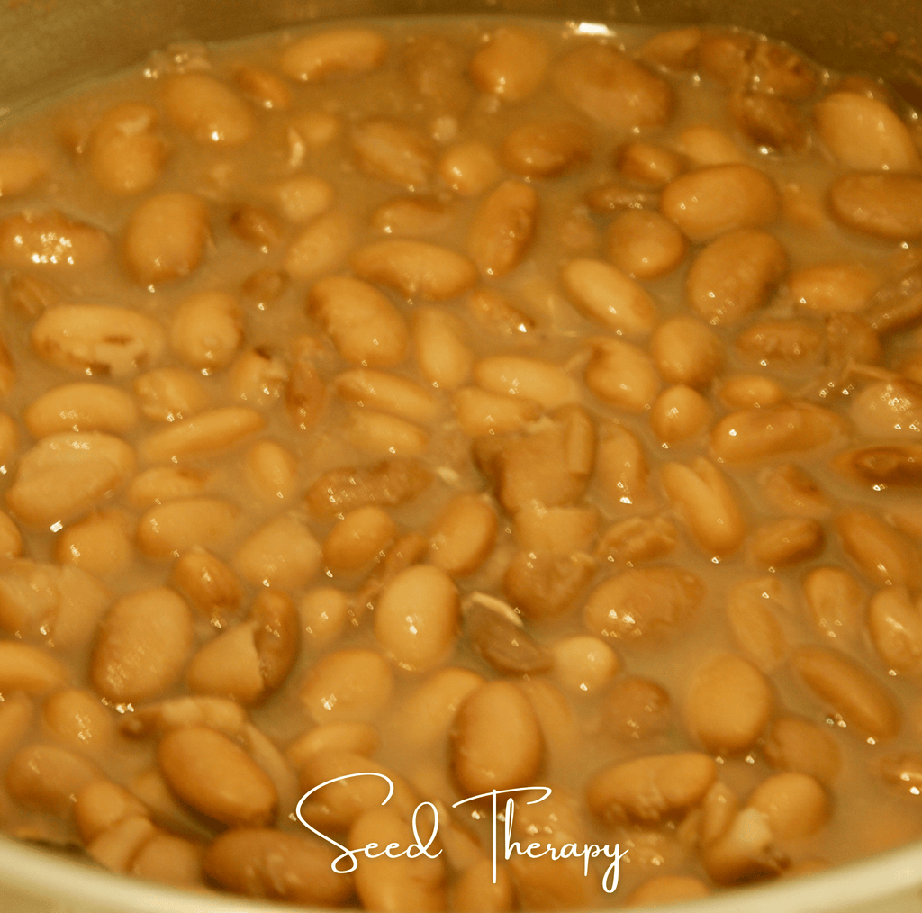 Pinto Bean – 20 Seeds Southern Seeds