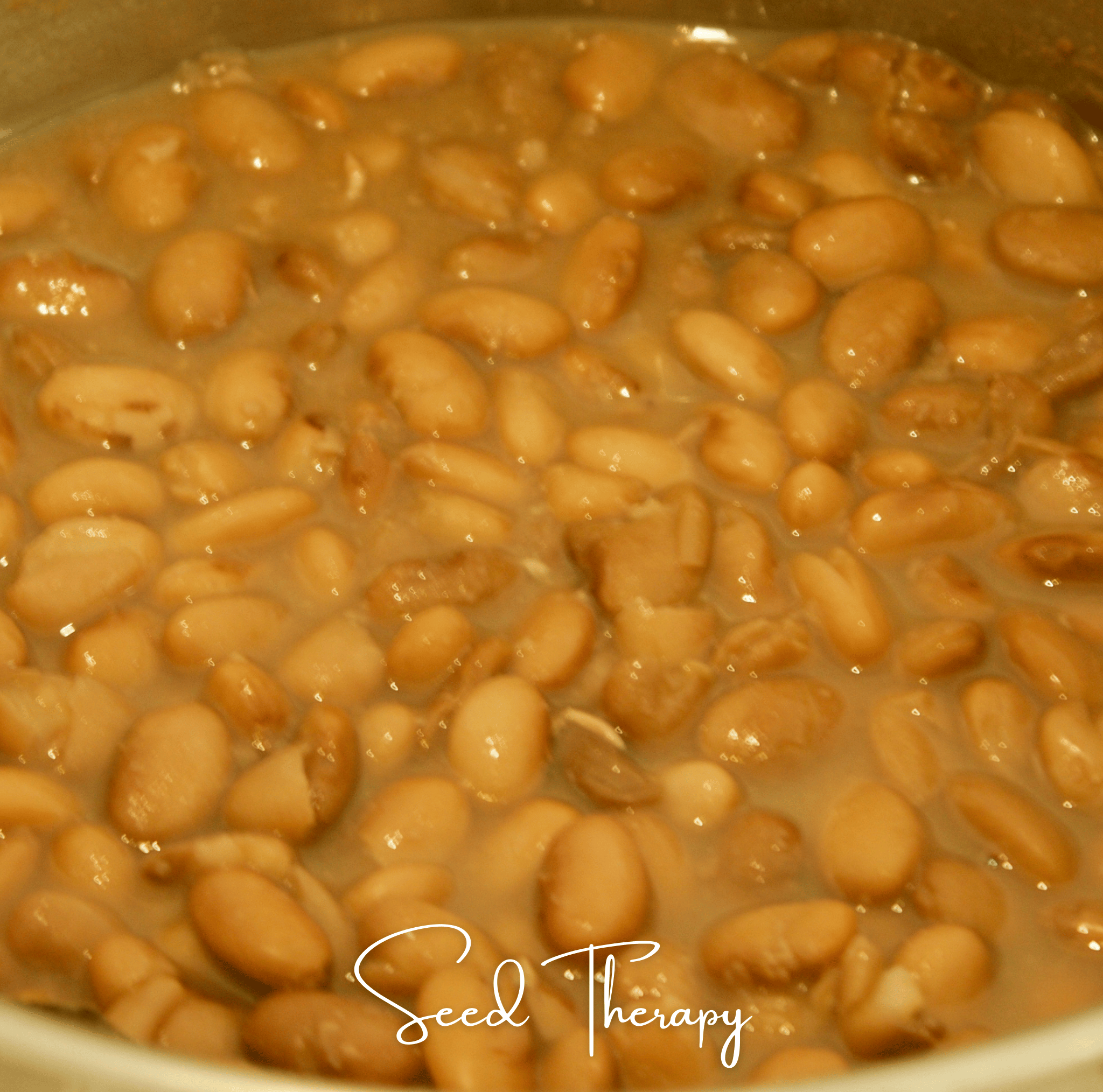 Pinto Bean – 20 Seeds Southern Seeds