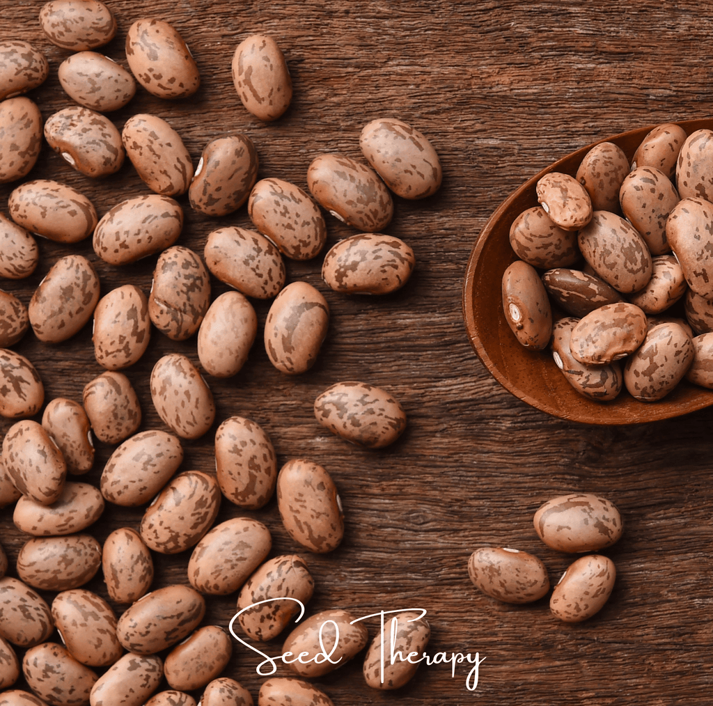 Pinto Bean – 20 Seeds Southern Seeds