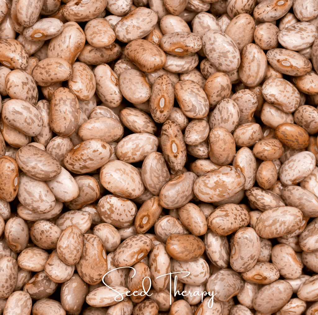 Pinto Bean – 20 Seeds Southern Seeds
