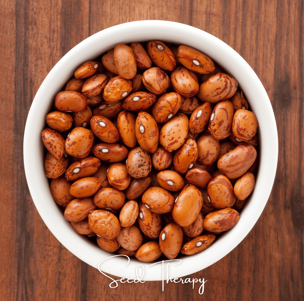 Pinto Bean – 20 Seeds Southern Seeds
