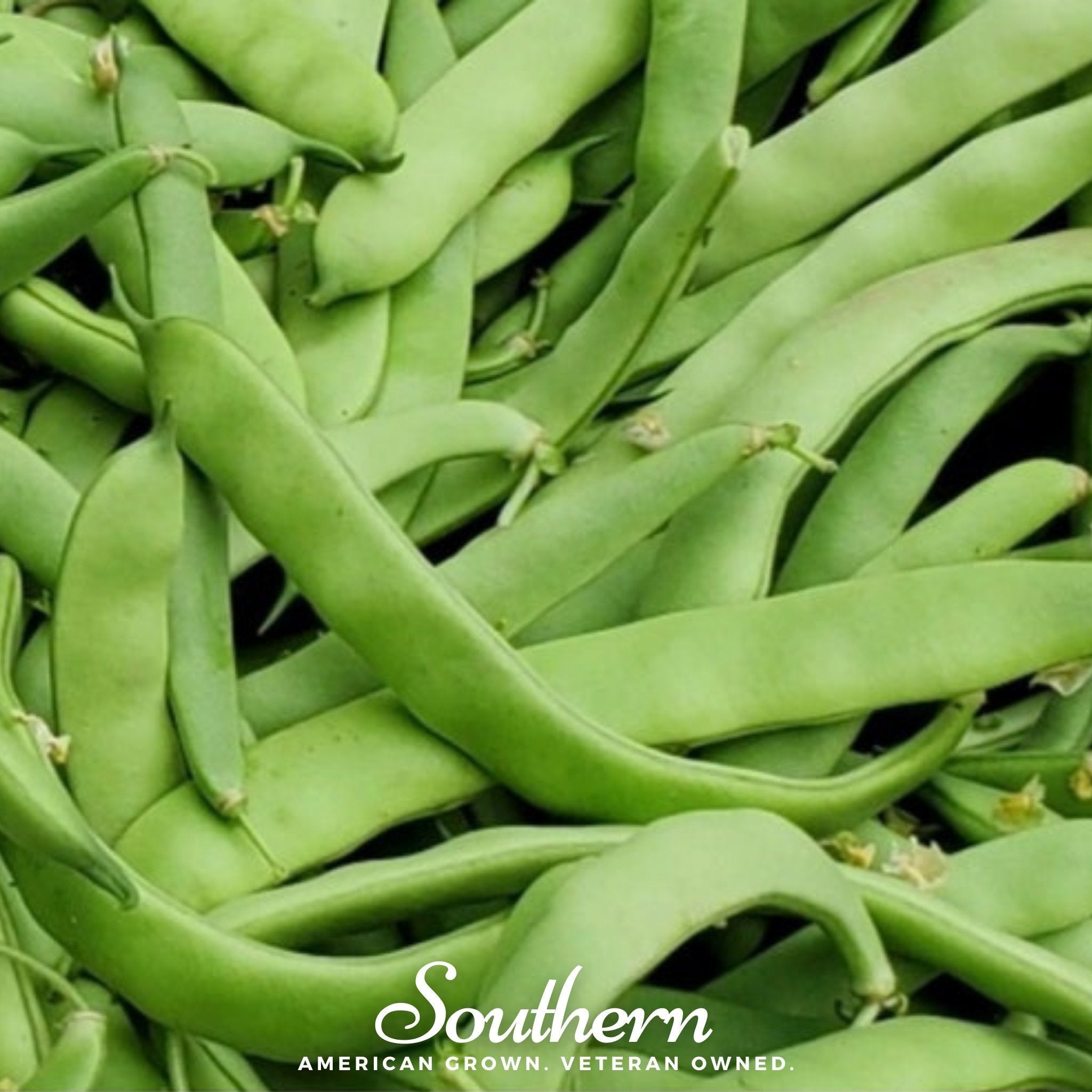 Roma II Bean (Bush Bean) – 30 Seeds Southern Seeds