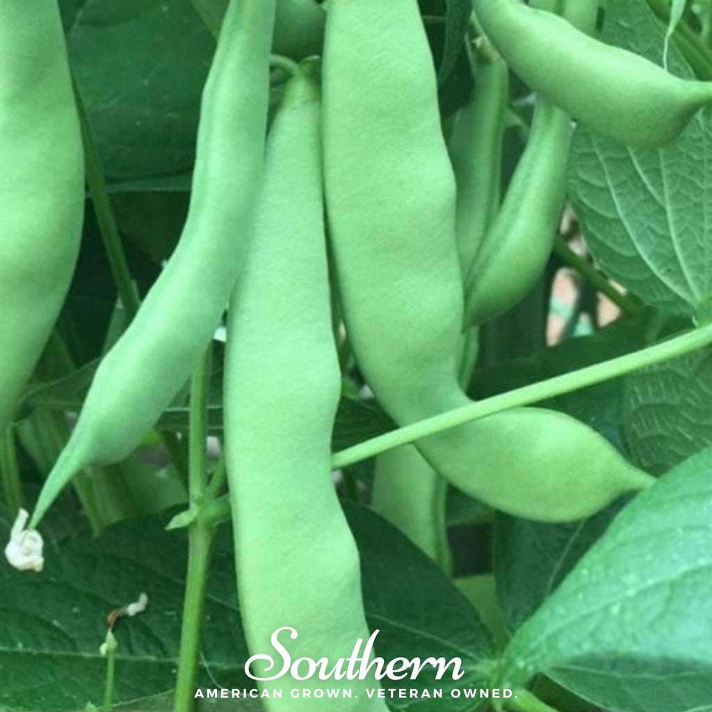 Roma II Bean (Bush Bean) – 30 Seeds Southern Seeds