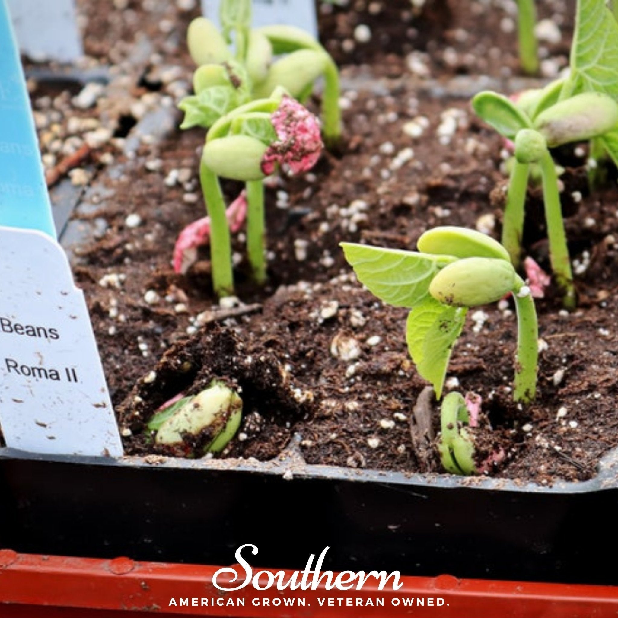 Roma II Bean (Bush Bean) – 30 Seeds Southern Seeds