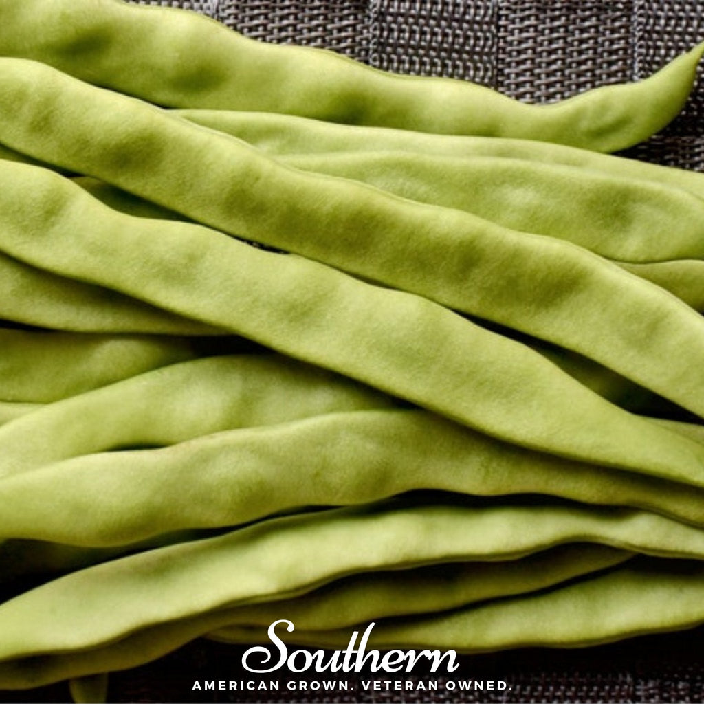 Roma II Bean (Bush Bean) – 30 Seeds Southern Seeds
