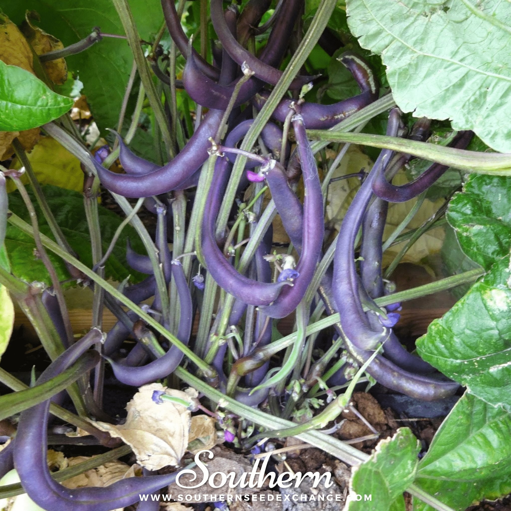 Royal Burgundy Bean (Bush) – 50 Seeds Southern Seeds