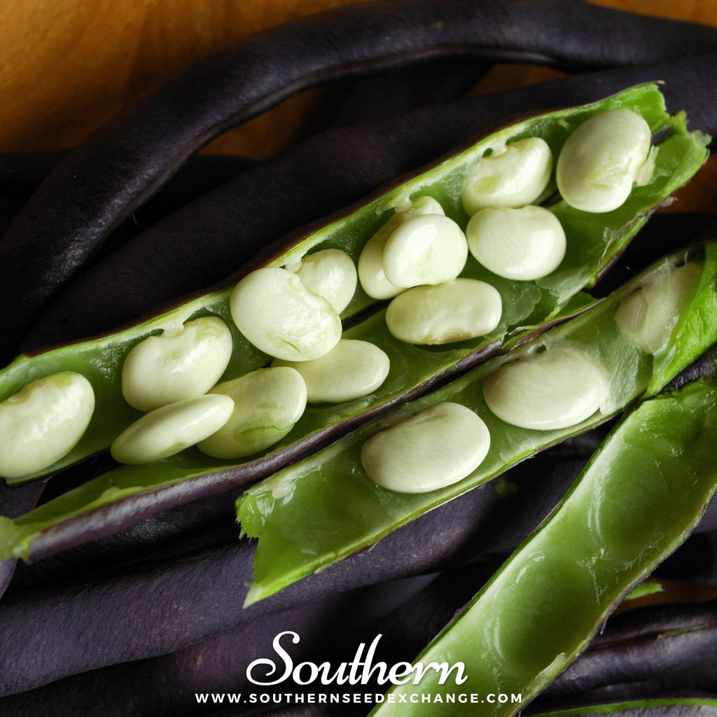 Royal Burgundy Bean (Bush) – 50 Seeds Southern Seeds