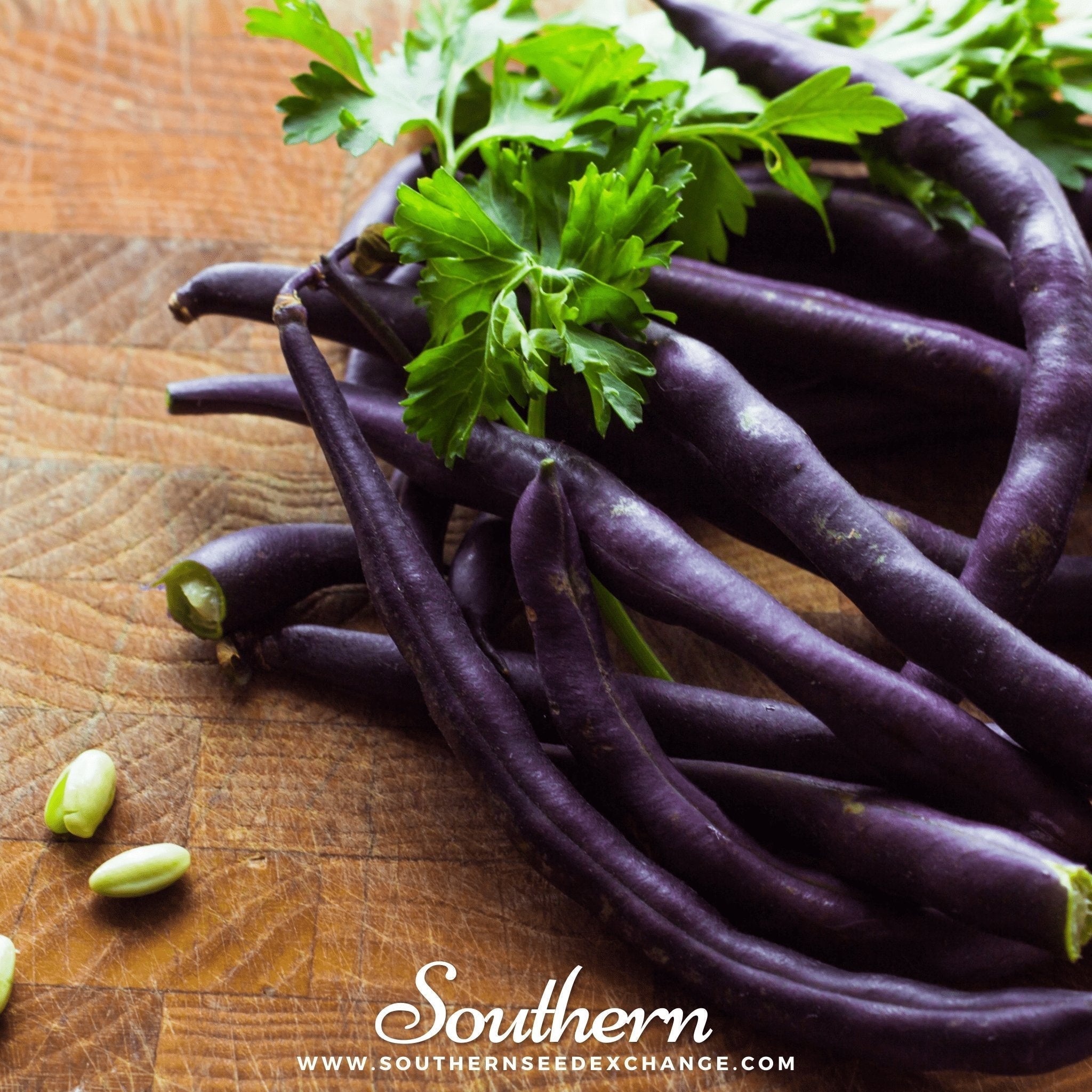 Royal Burgundy Bean (Bush) – 50 Seeds Southern Seeds