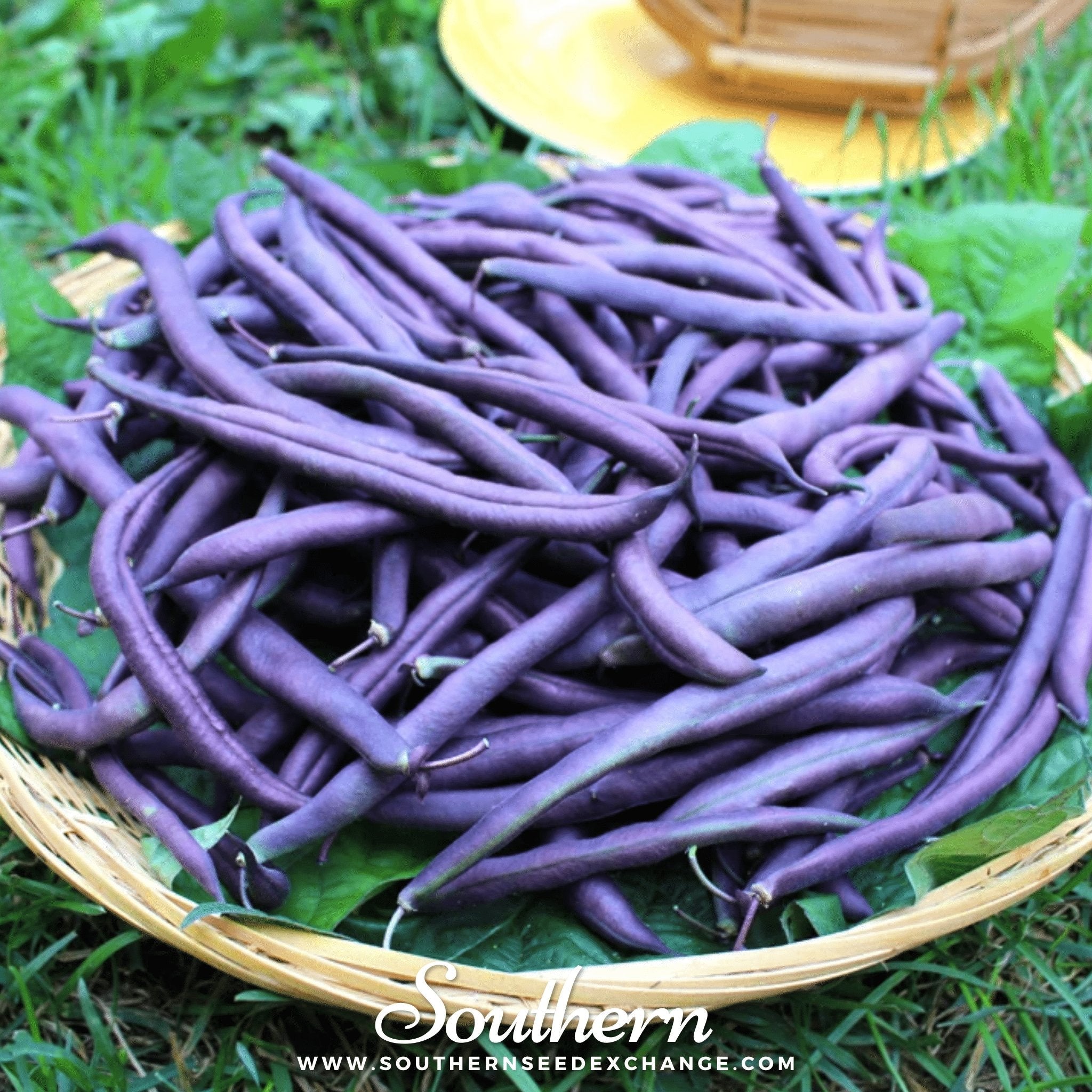Royal Burgundy Bean (Bush) – 50 Seeds Southern Seeds