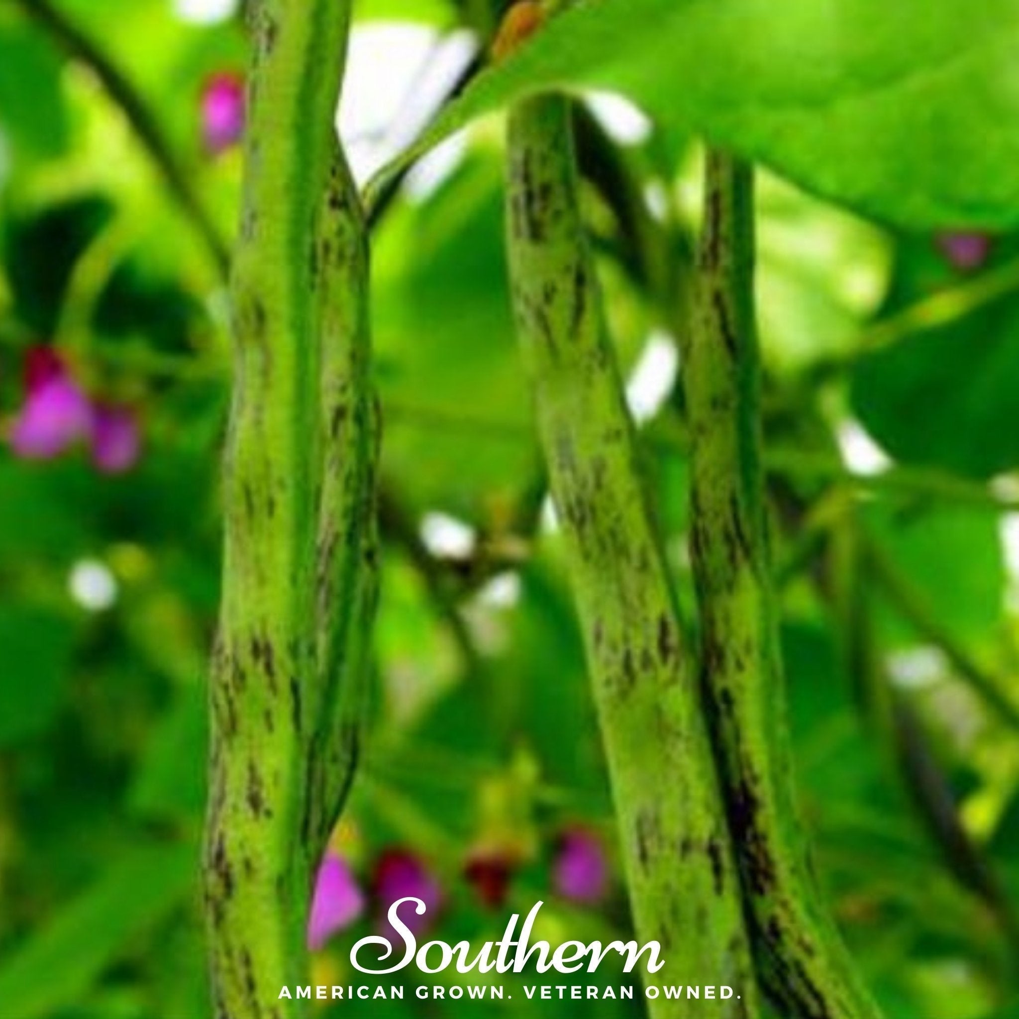Tiger's Eye Bean (Bush) – 30 Seeds Southern Seeds