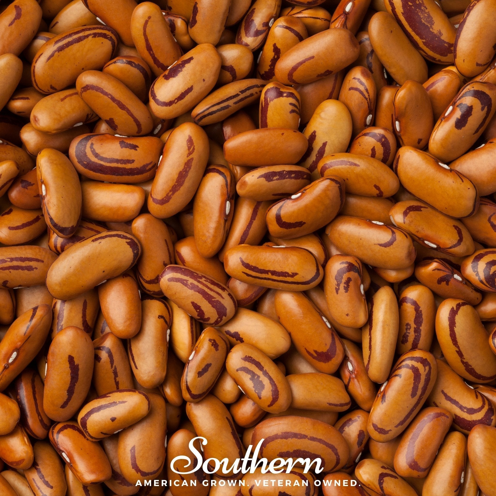 Tiger's Eye Bean (Bush) – 30 Seeds Southern Seeds
