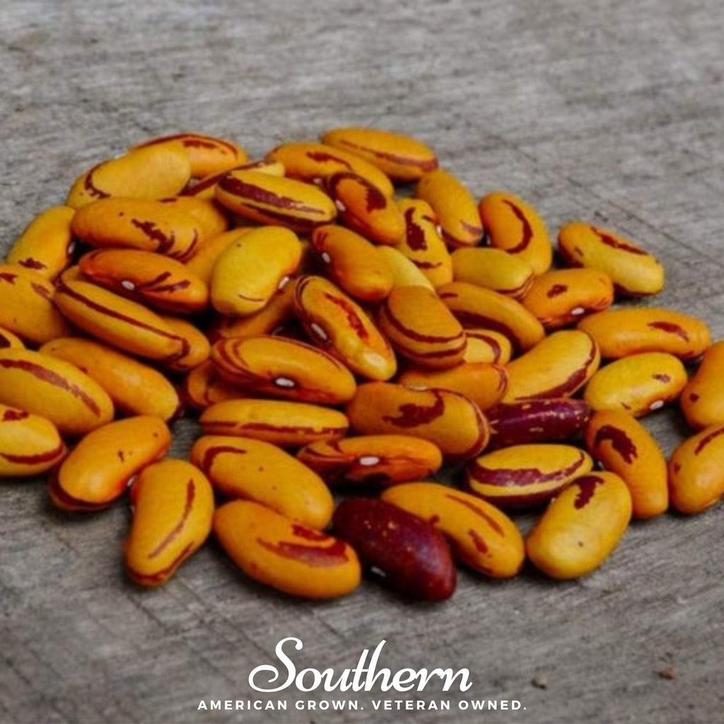 Tiger's Eye Bean (Bush) – 30 Seeds Southern Seeds