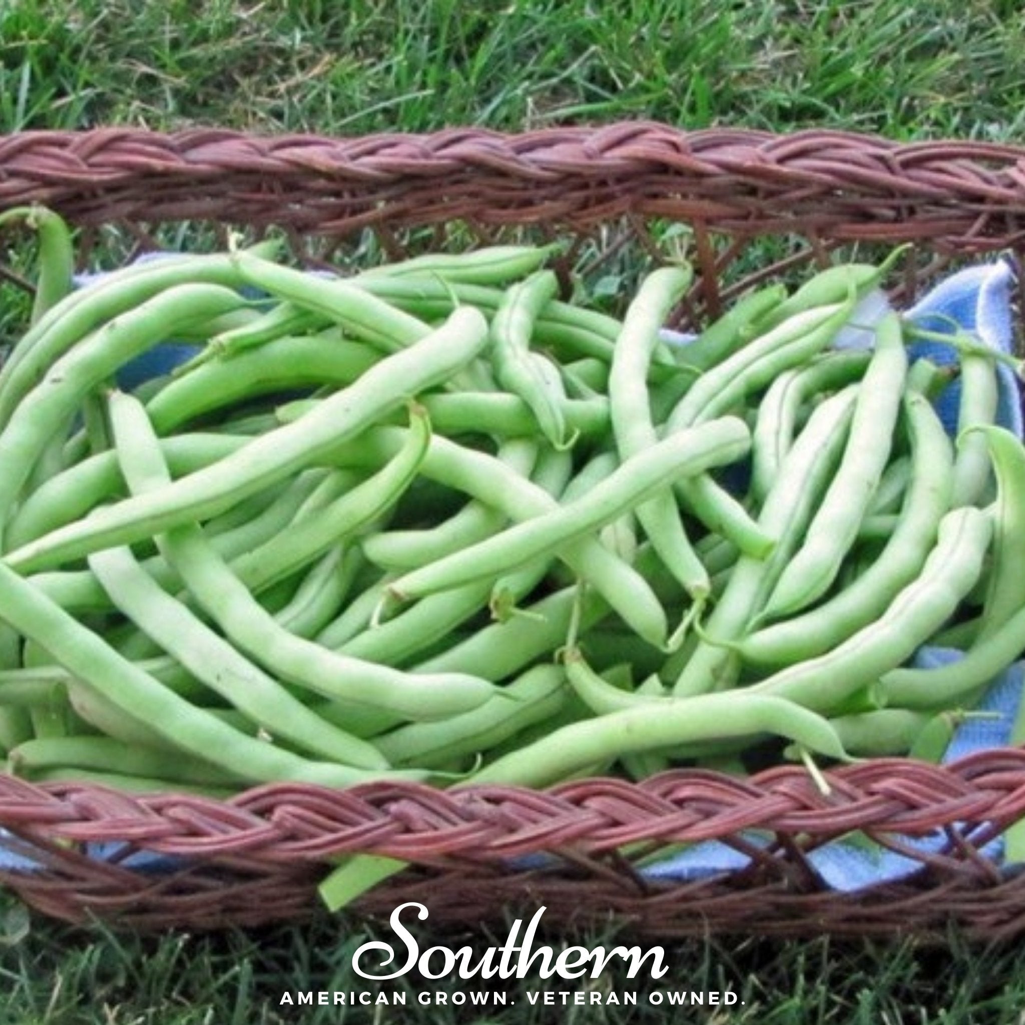 Topcrop Bean (Bush) – 50 Seeds Southern Seeds