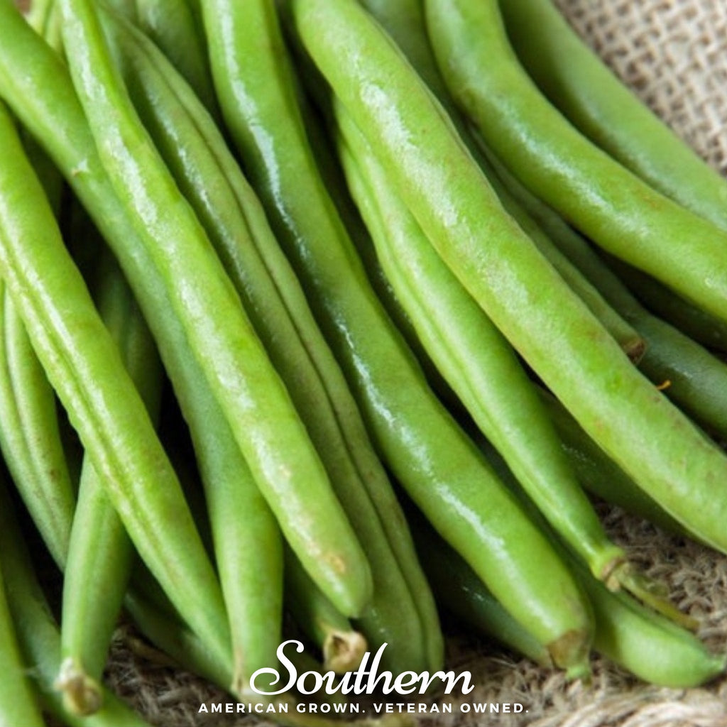 Topcrop Bean (Bush) – 50 Seeds Southern Seeds