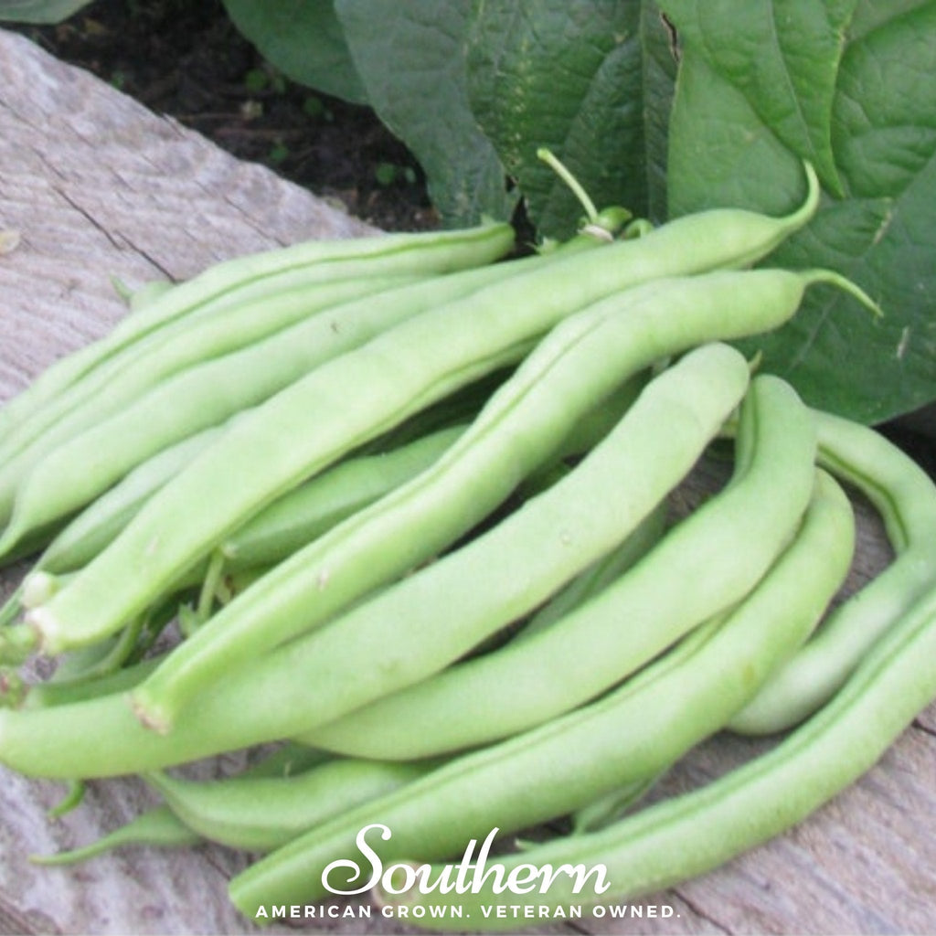 Topcrop Bean (Bush) – 50 Seeds Southern Seeds