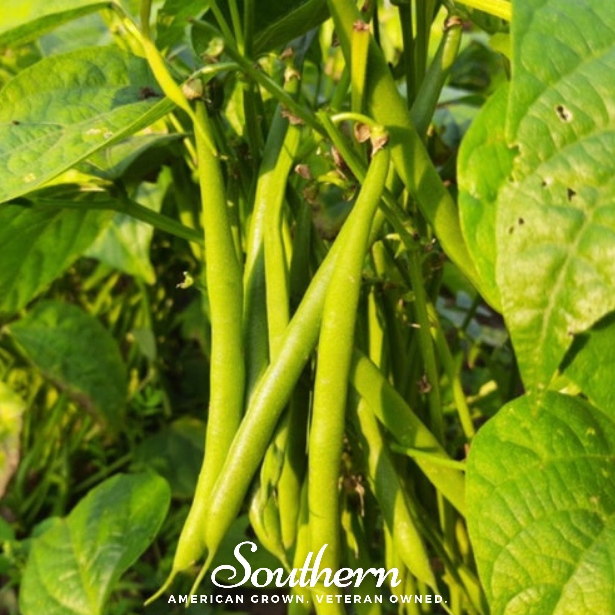 Topcrop Bean (Bush) – 50 Seeds Southern Seeds