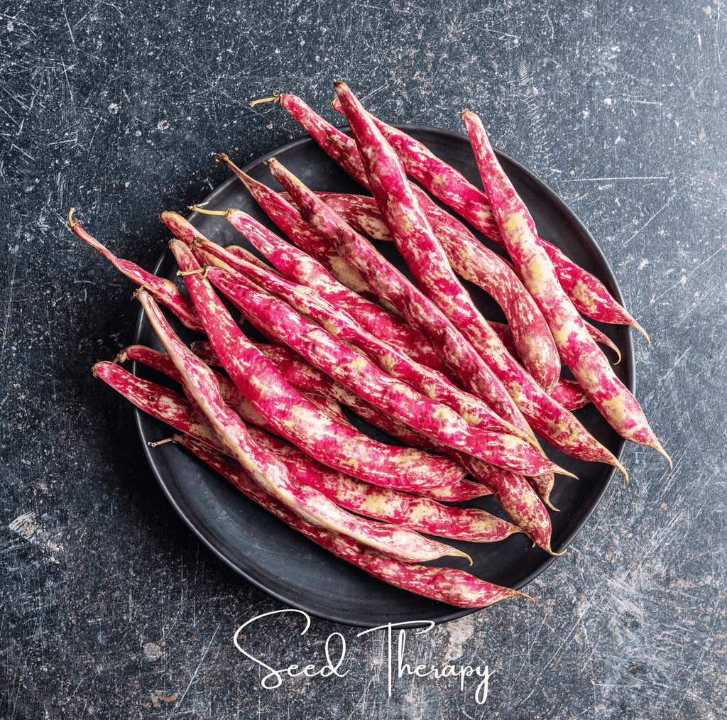 Vermont Cranberry Bean (Bush) – 20 Seeds Southern Seeds