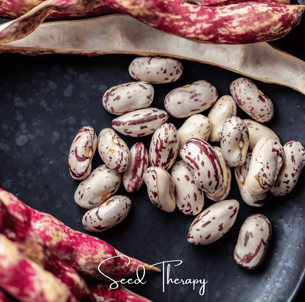 Vermont Cranberry Bean (Bush) – 20 Seeds Southern Seeds