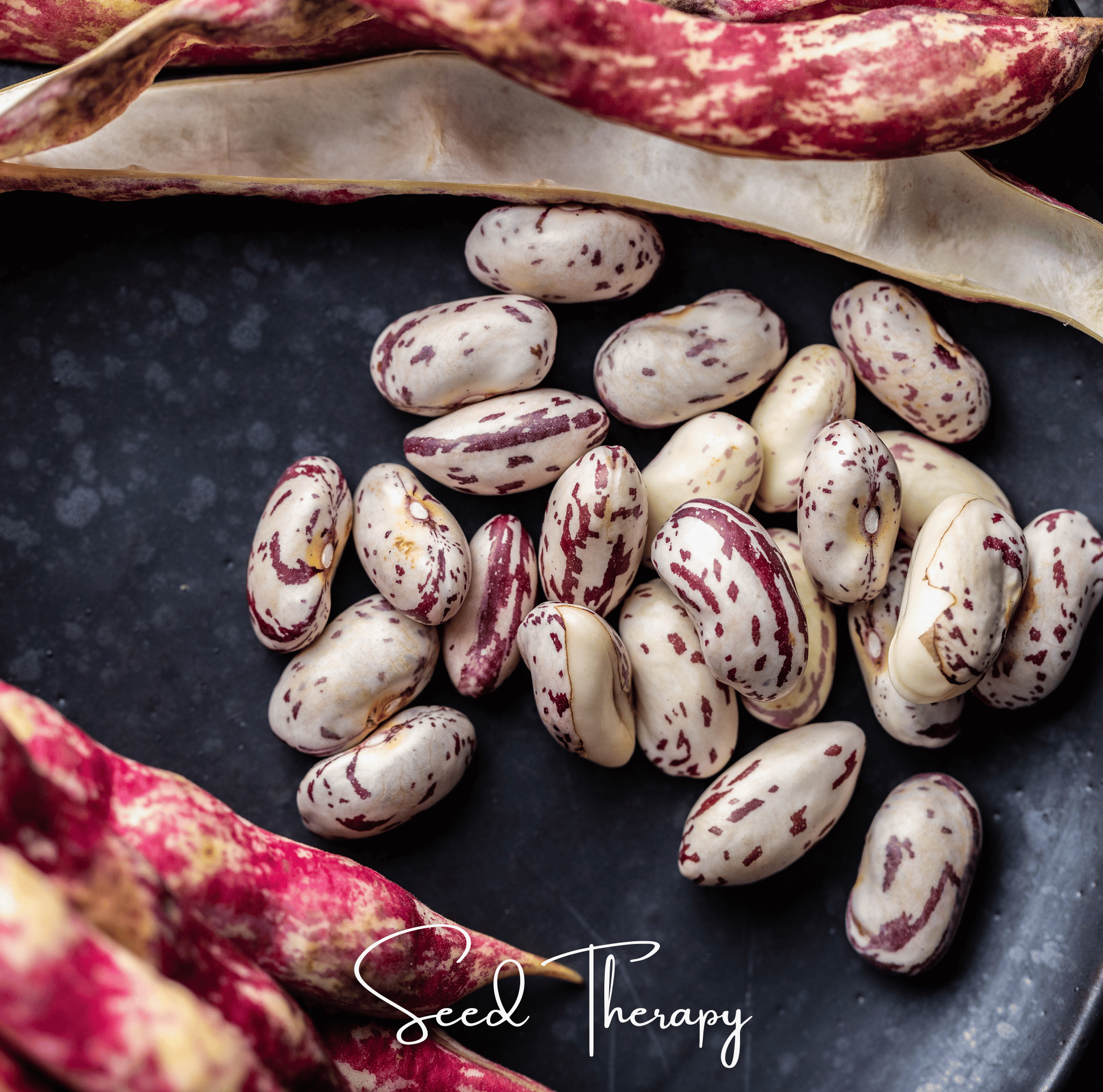 Vermont Cranberry Bean (Bush) – 20 Seeds Southern Seeds