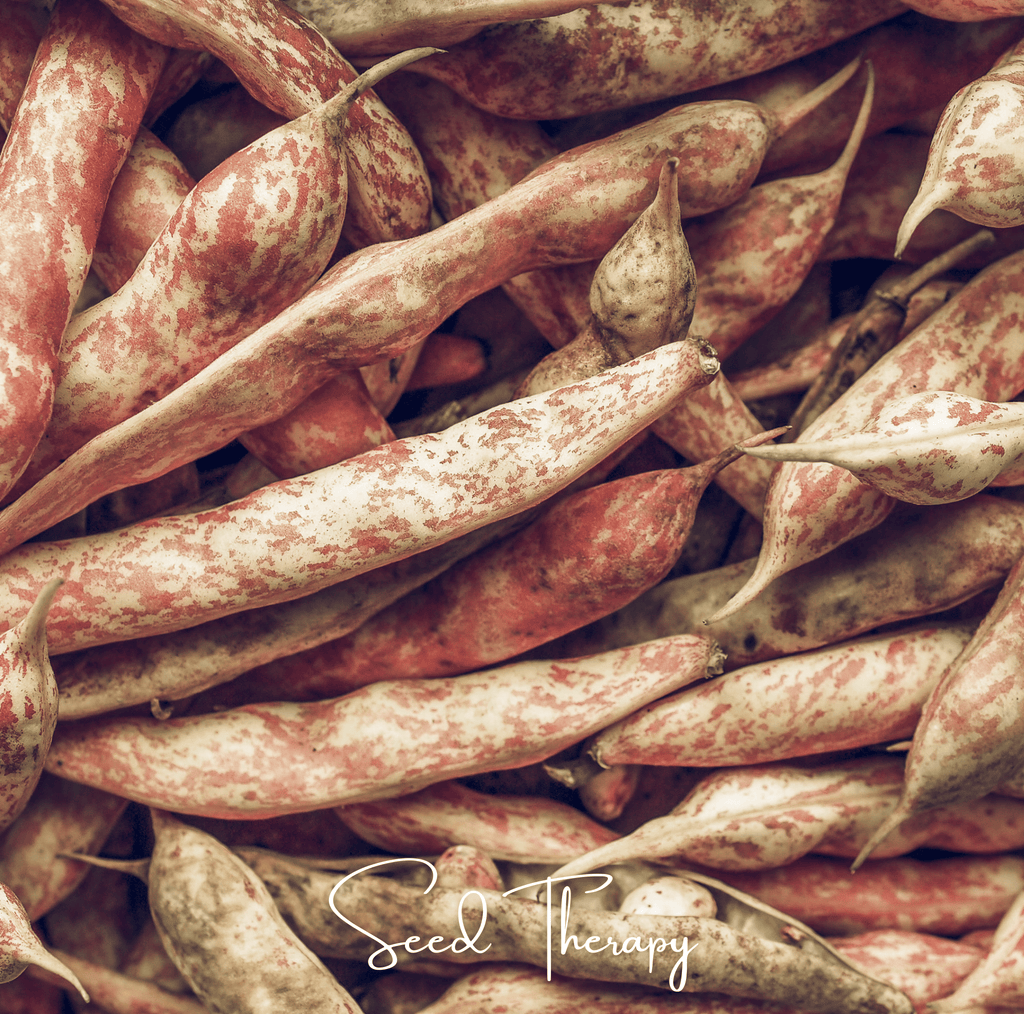 Vermont Cranberry Bean (Bush) – 20 Seeds Southern Seeds