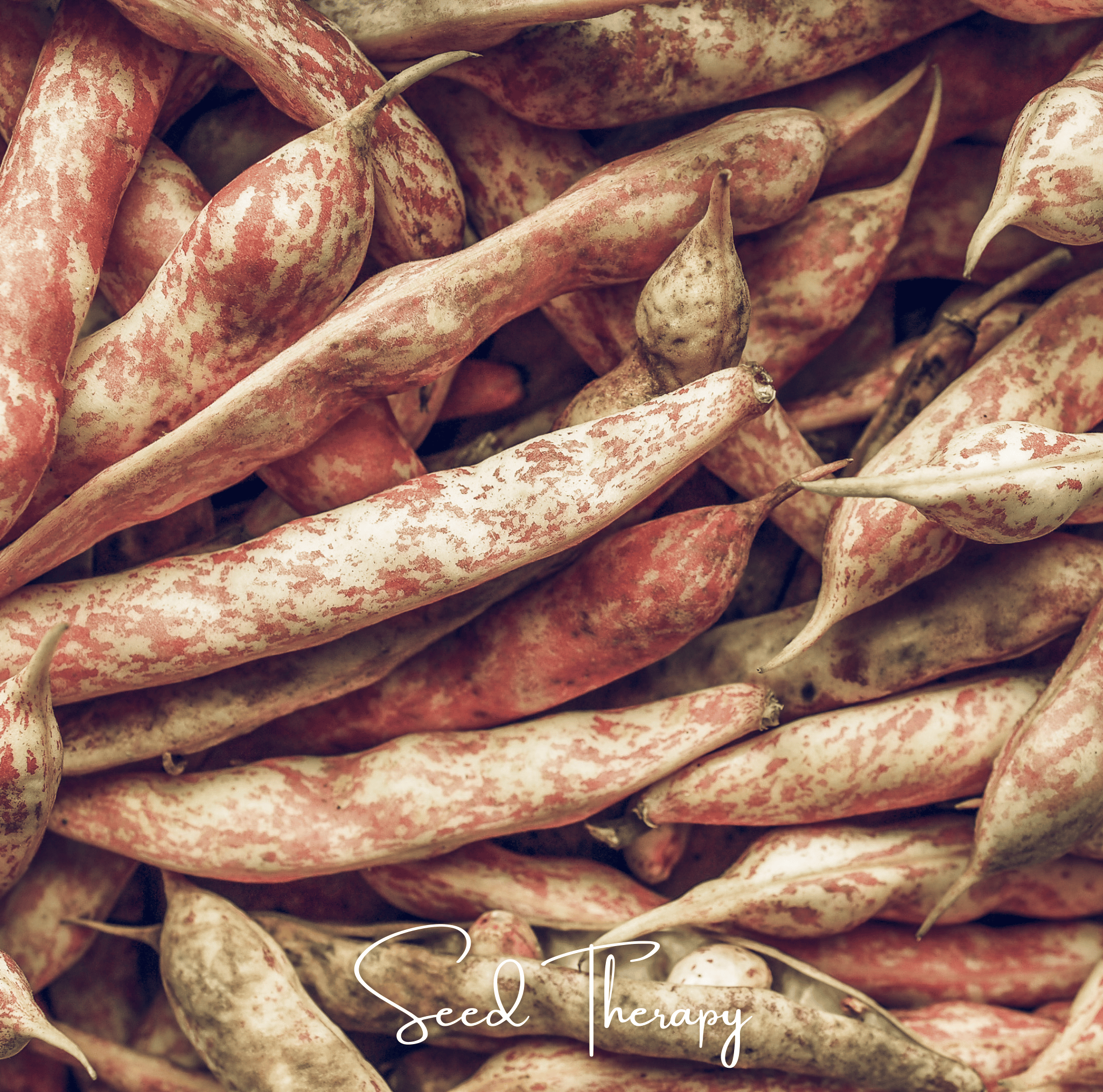 Vermont Cranberry Bean (Bush) – 20 Seeds Southern Seeds