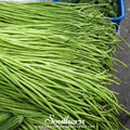 Yard Long Green Bean (Pole) – 15 Seeds Southern Seeds