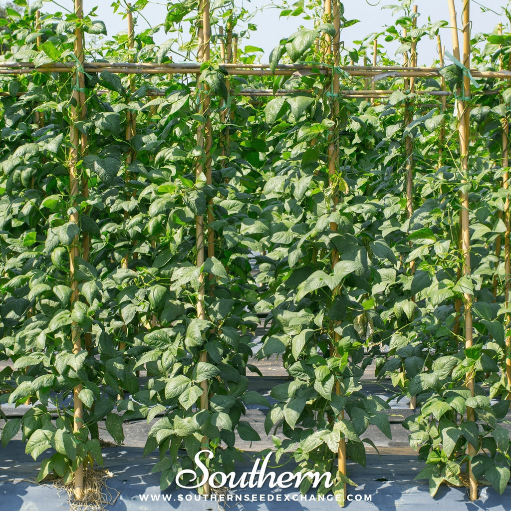 Yard Long Green Bean (Pole) – 15 Seeds Southern Seeds