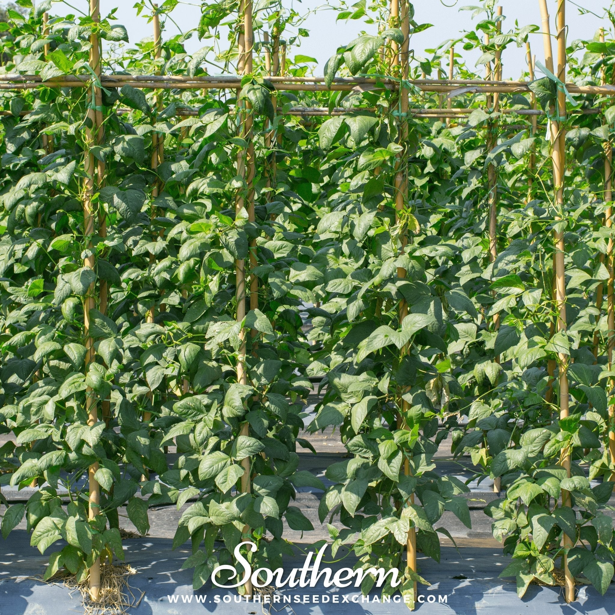 Yard Long Green Bean (Pole) – 15 Seeds Southern Seeds