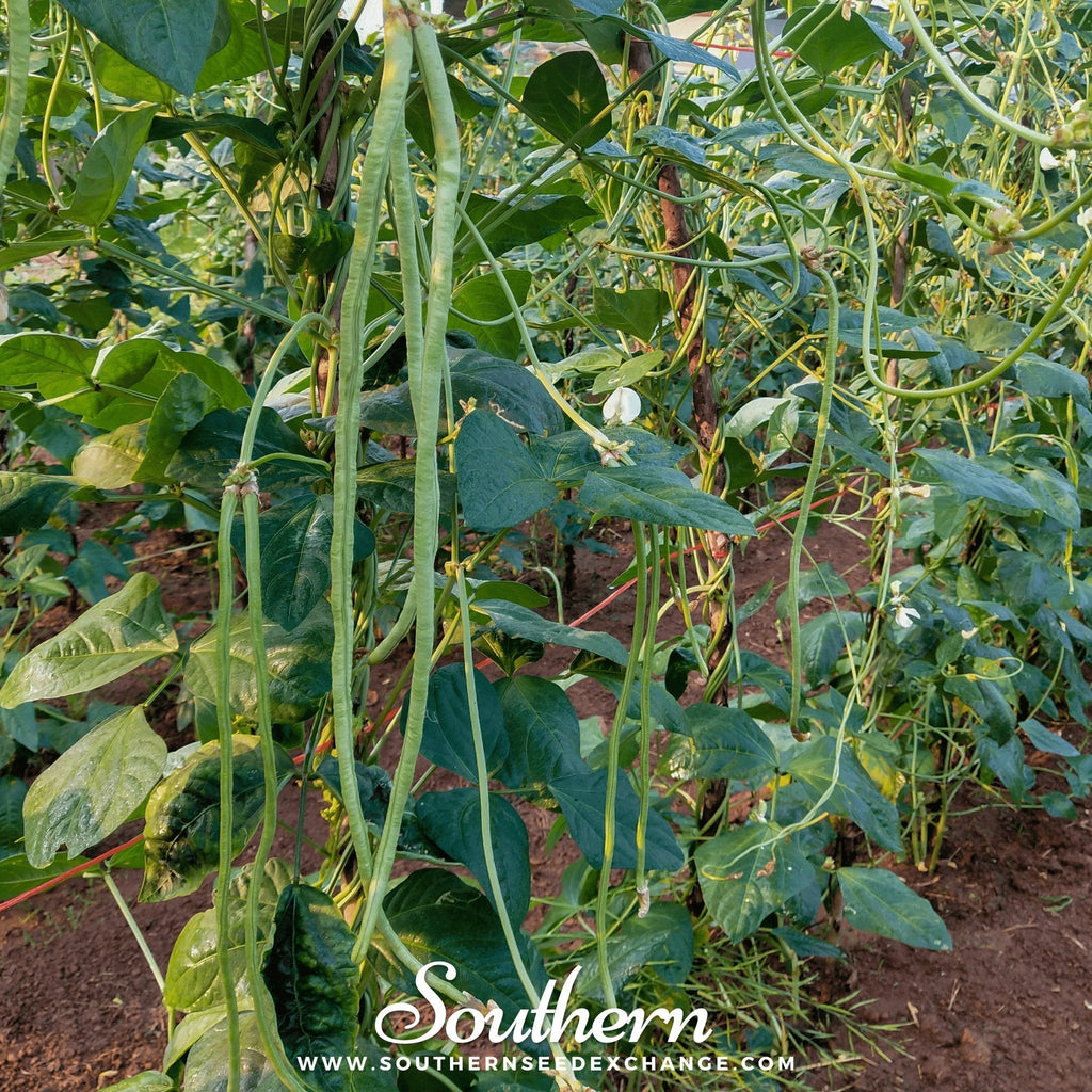 Yard Long Green Bean (Pole) – 15 Seeds Southern Seeds
