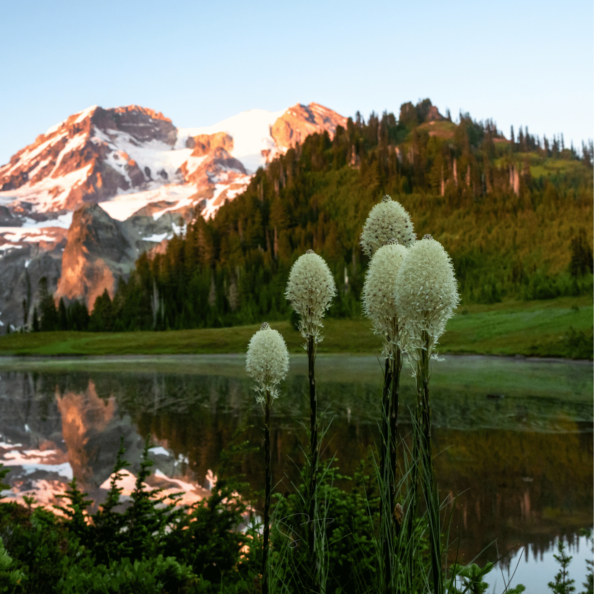 Bear Grass – 50 Seeds Southern Seeds