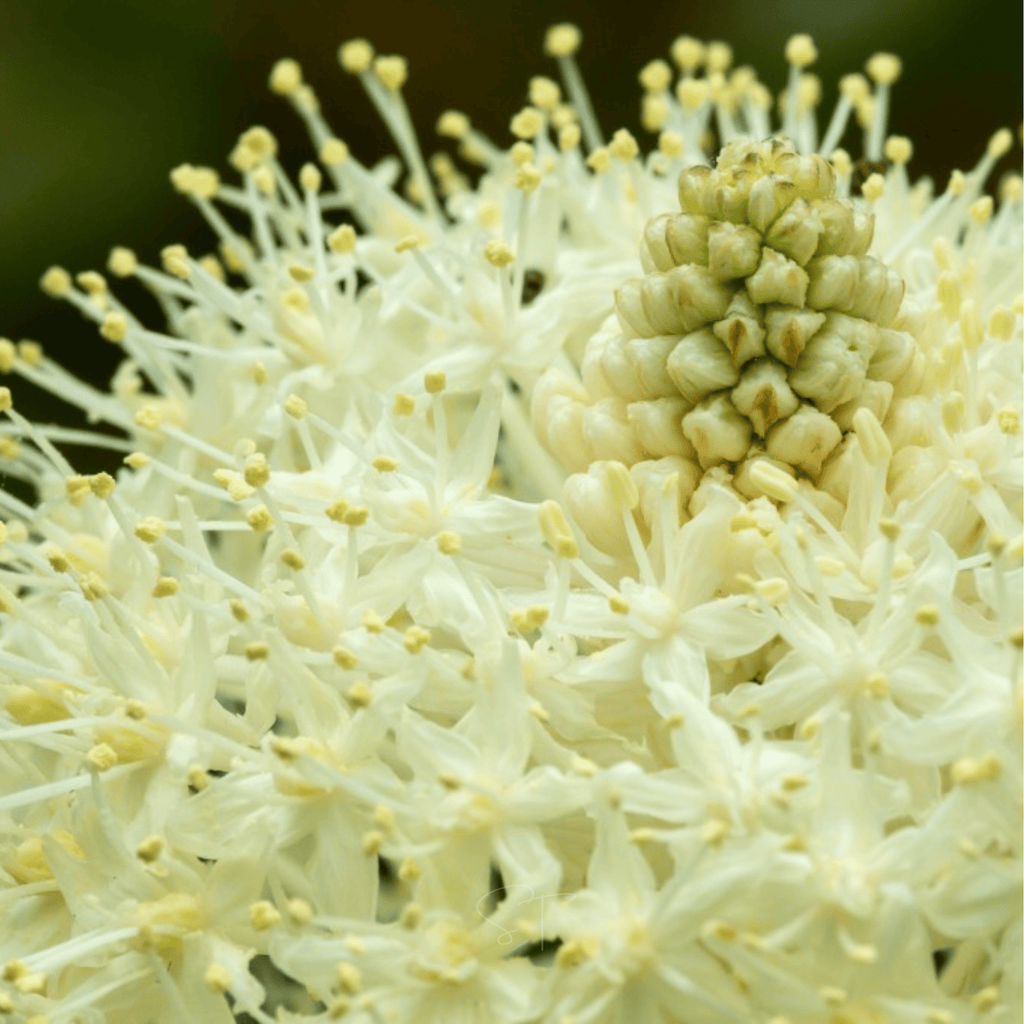 Bear Grass – 50 Seeds Southern Seeds