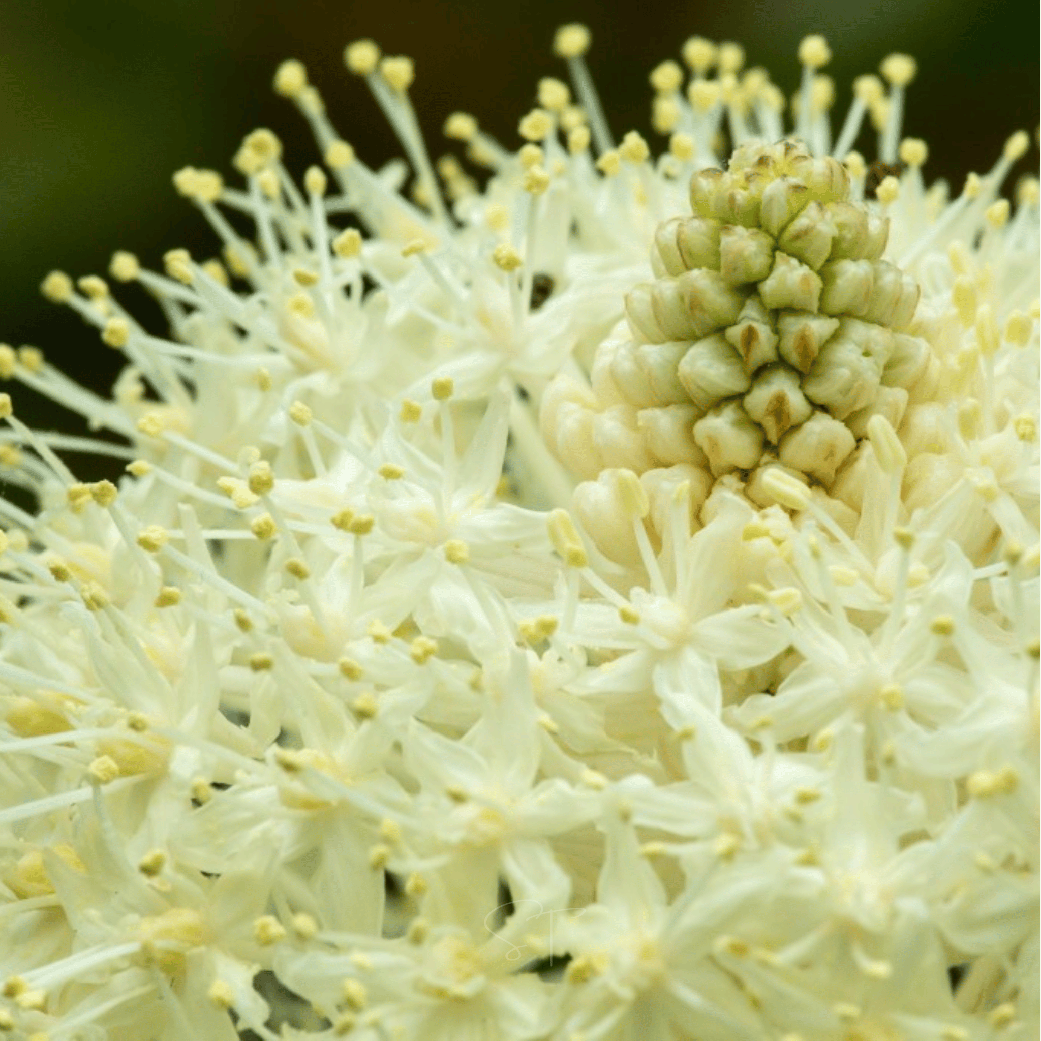 Bear Grass – 50 Seeds Southern Seeds