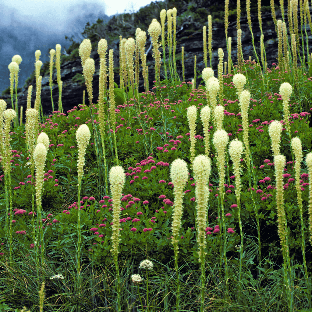 Bear Grass – 50 Seeds Southern Seeds
