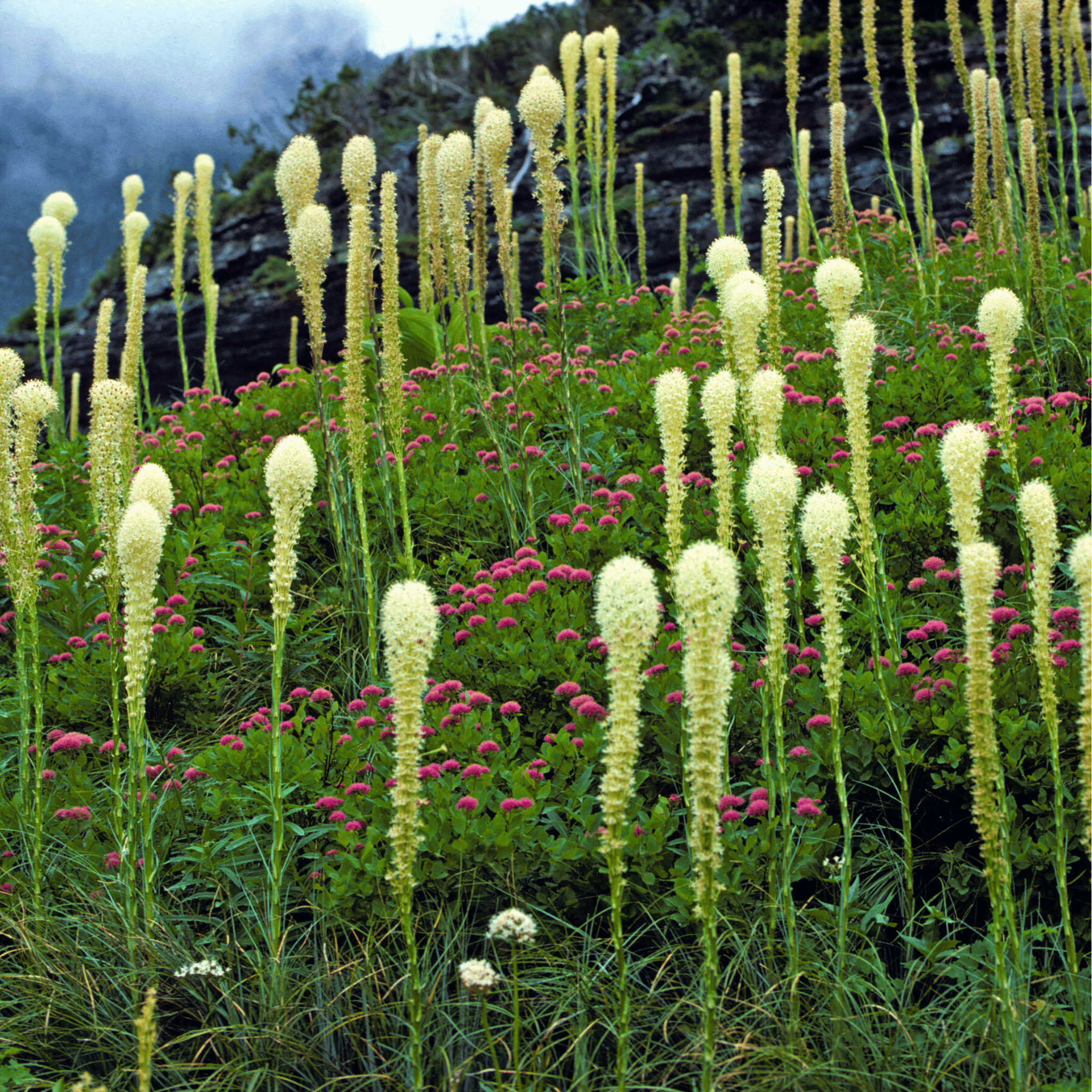 Bear Grass – 50 Seeds Southern Seeds