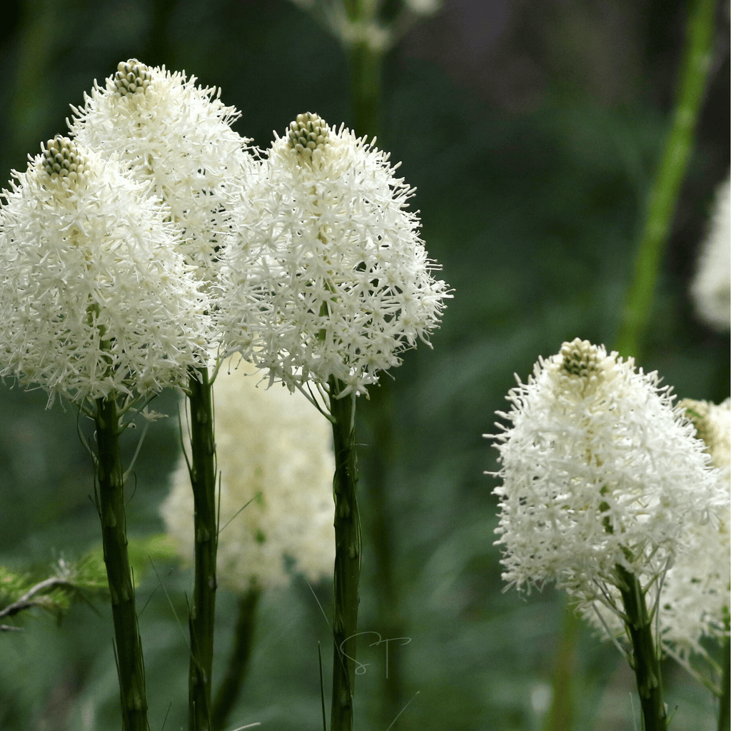 Bear Grass – 50 Seeds Southern Seeds