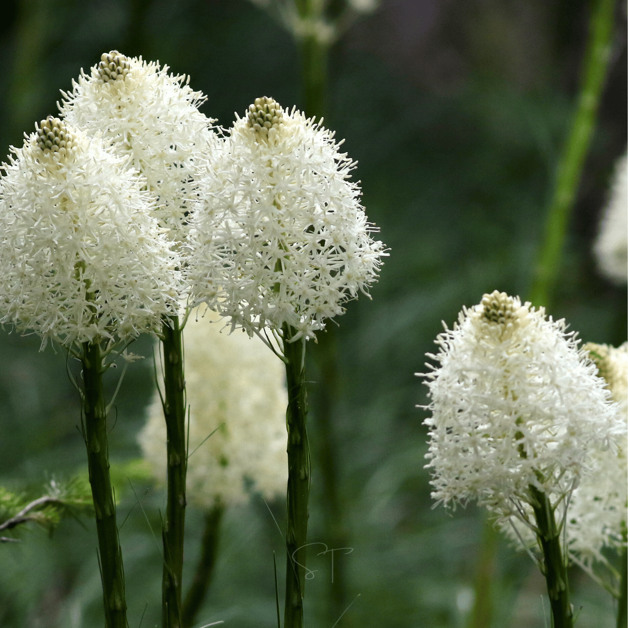 Bear Grass – 50 Seeds Southern Seeds