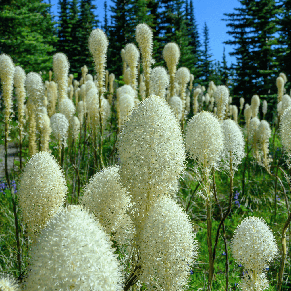 Bear Grass – 50 Seeds Southern Seeds