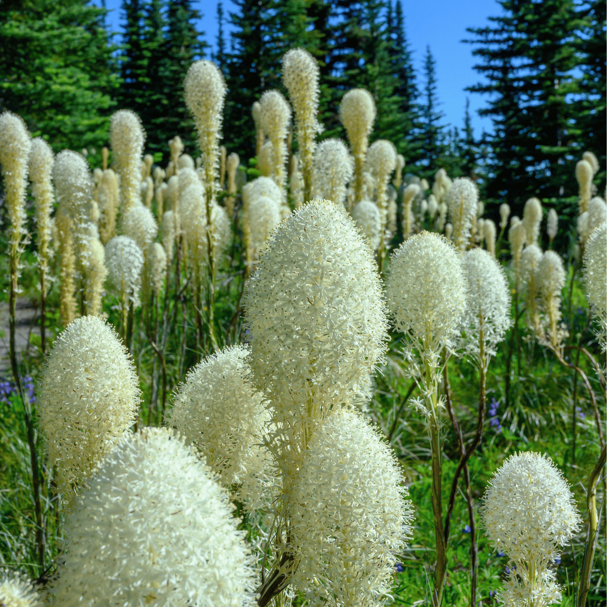 Bear Grass – 50 Seeds Southern Seeds