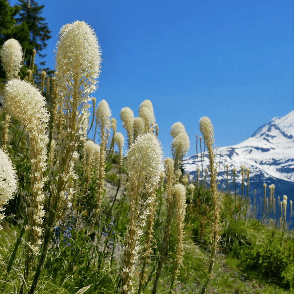 Bear Grass – 50 Seeds Southern Seeds