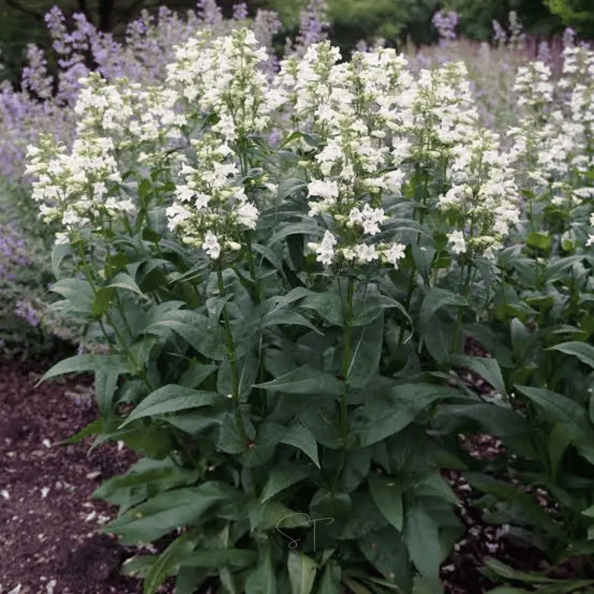 Beardtongue Foxglove – 200 Seeds Southern Seeds