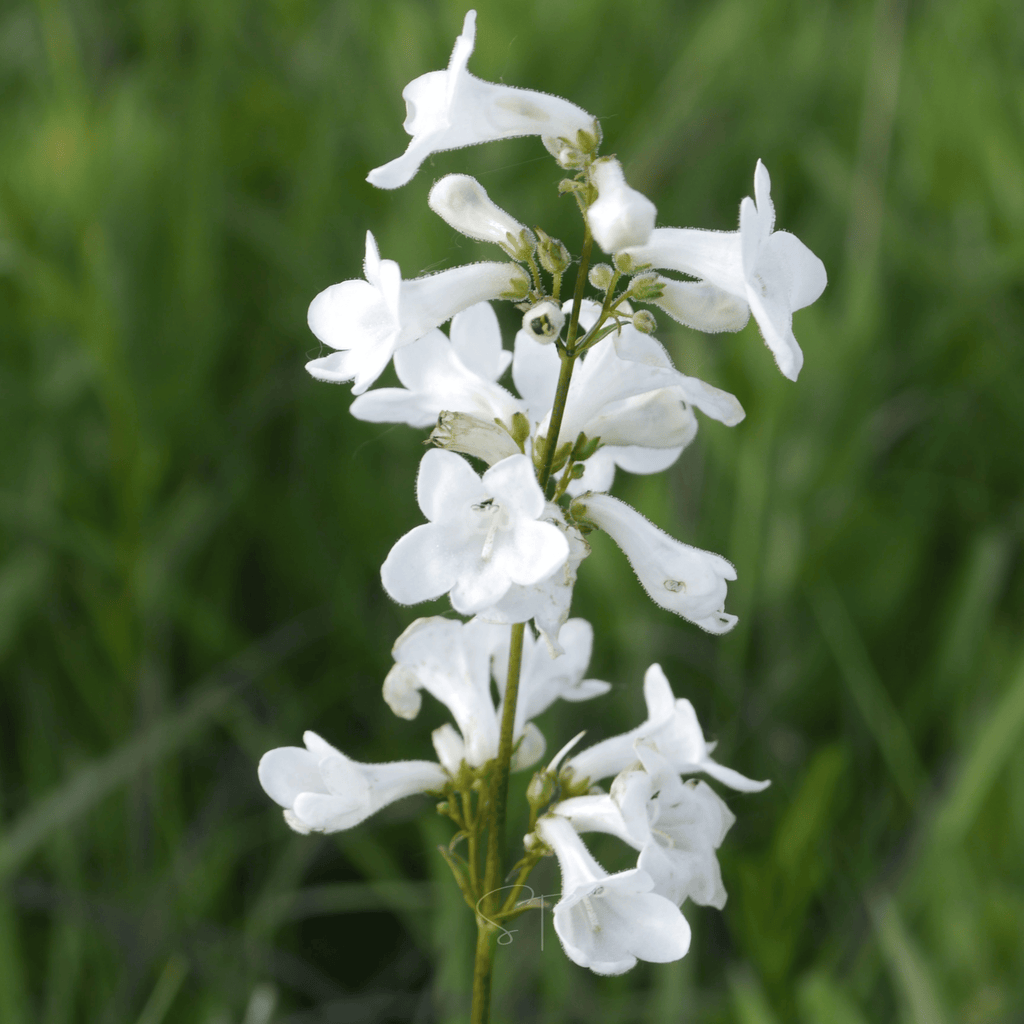 Beardtongue Foxglove – 200 Seeds Southern Seeds