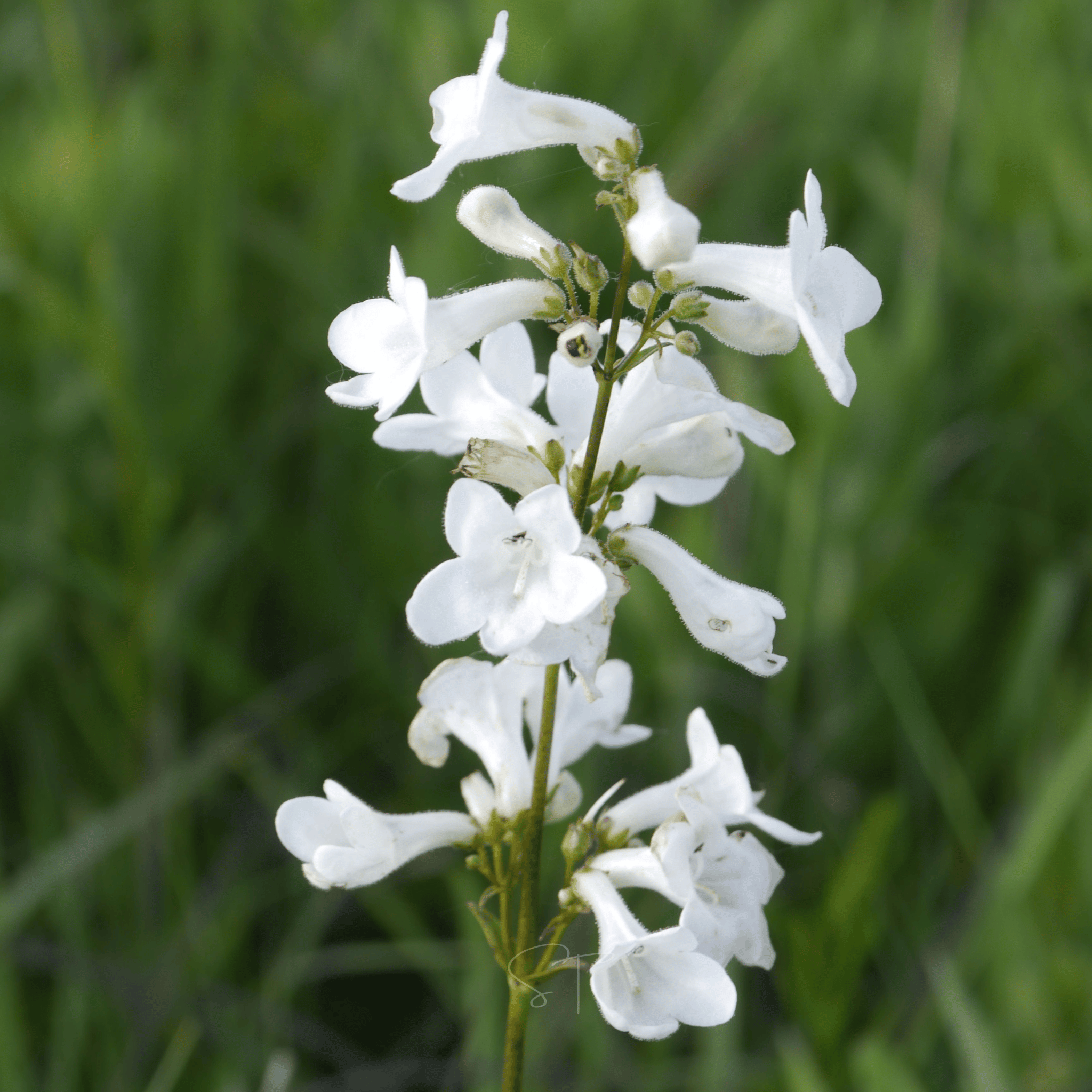 Beardtongue Foxglove – 200 Seeds Southern Seeds